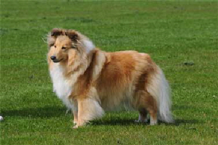 Sheltie--Mona-23-04-09-378