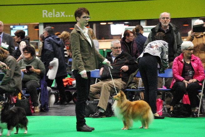Sheltie-Rana-Crufts-DSC_0401