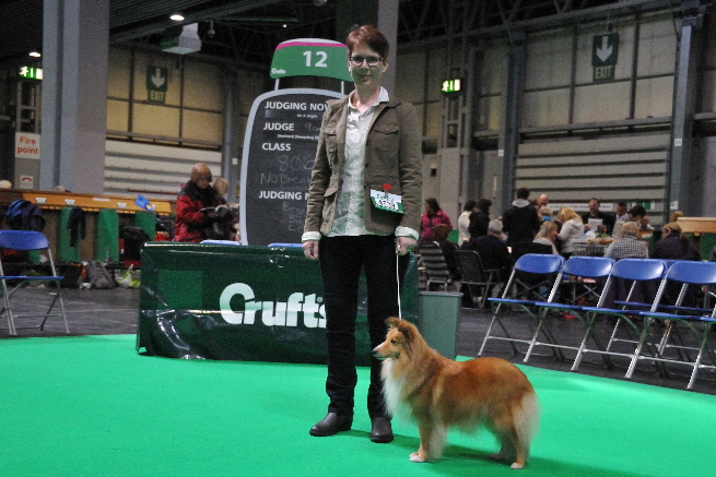 Sheltie-Rana-Crufts-DSC_0518
