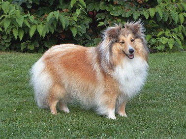 Sheltie- Klarissa 10x13