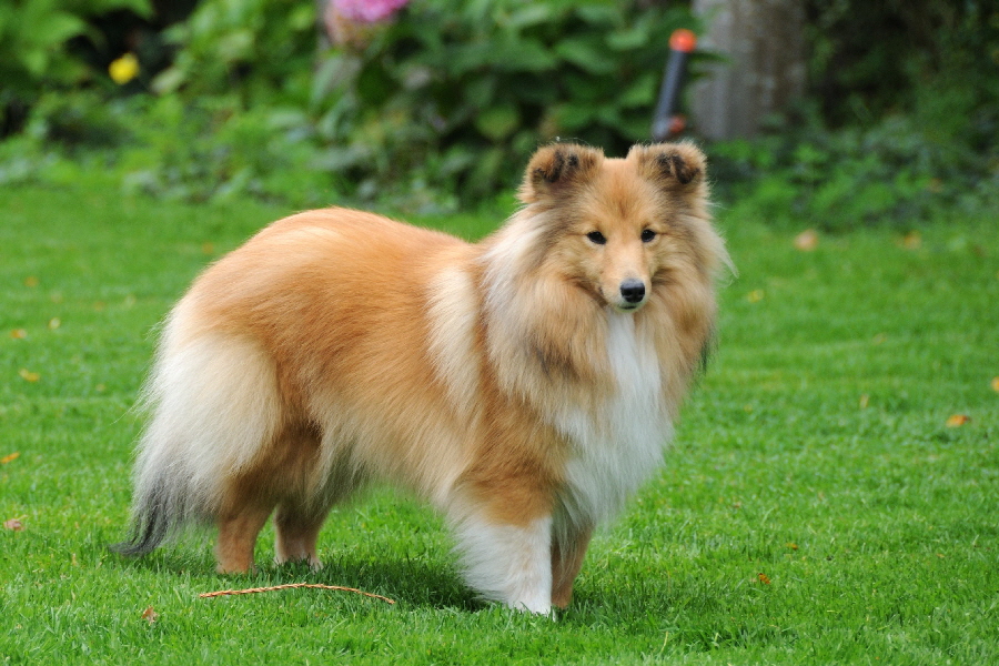DSC_7075Vanda-September 21_