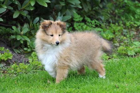 DSC_7894_Wilma-8 Wochen