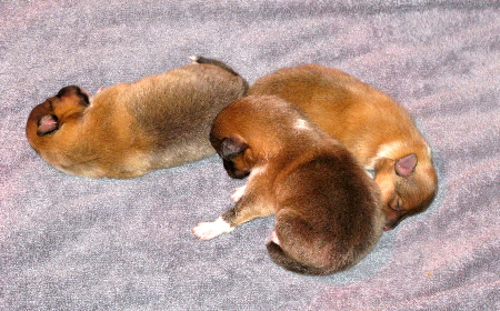 IMG_0121_W-Wurf 3.Tag