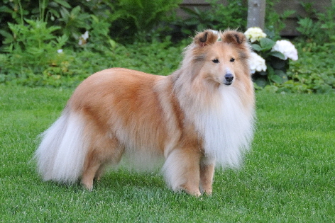 Europa Siegerin 2017 Rana vom Bramautal DSC_9627 Europa Siegerin 2017 Rana vom Bramautal DSC_9627