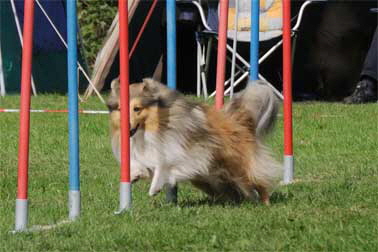 Otis-vom-Bramaut_19-378