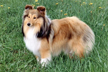 Sheltie-Carina-vom-Bramauta_1