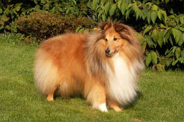 Sheltie-Gerry-378