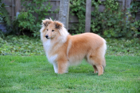 Sheltie Haily 6M Sheltie Haily 6M