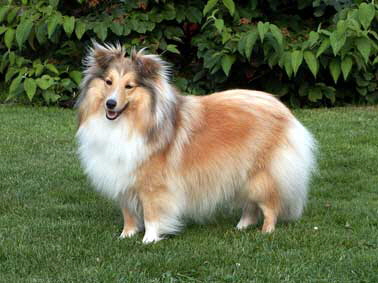 Sheltie-Klarissa-10x13