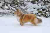 Sheltie-Tinka_Bell_Winter_2013-172 Sheltie-Tinka_Bell_Winter_2013-172